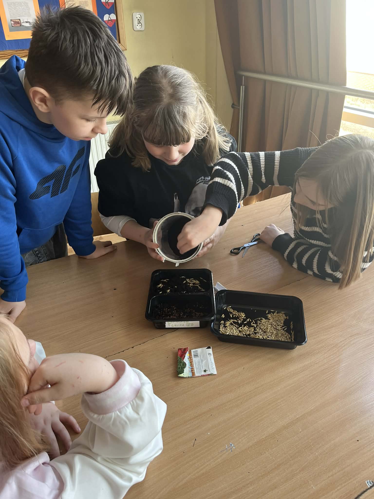 Uczennice wsypują ziemie do pojemnika i sieją rzeżuchę.
